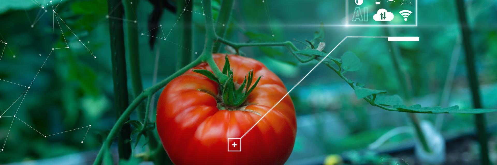 image of tomato being grown indoors