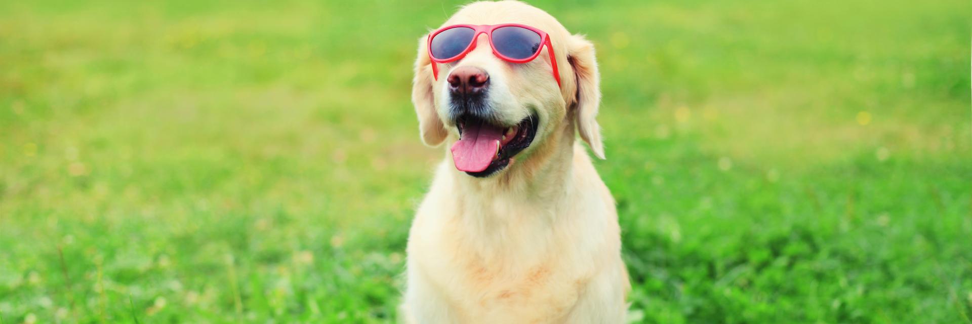 Golden Retriever dog sitting in a field wearing sunglasses.