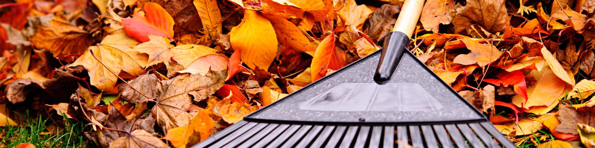 fall leaves with a rake