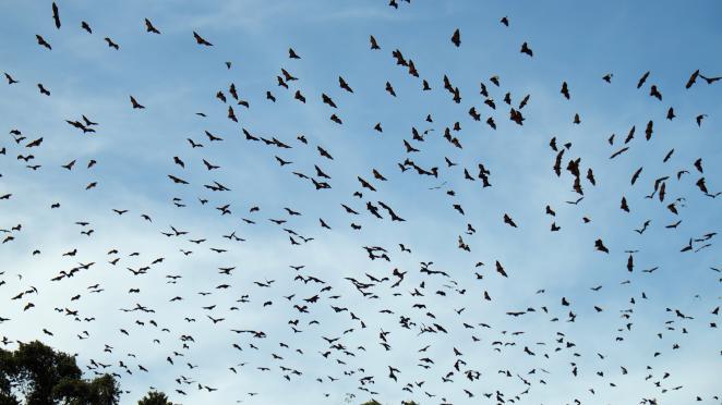 bats flying through the sky at dusk