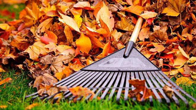 fall leaves with a rake